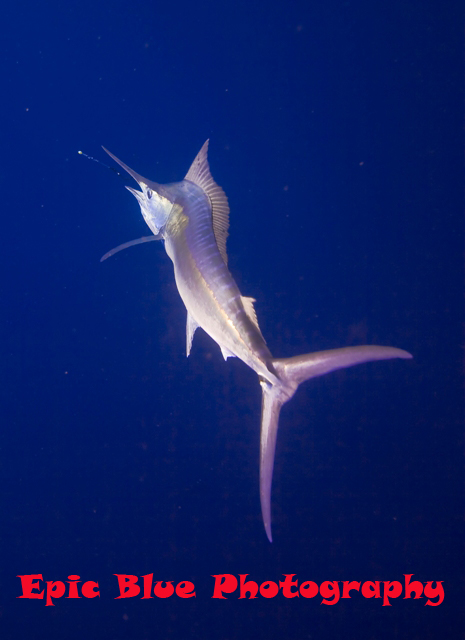 Underwater marlin